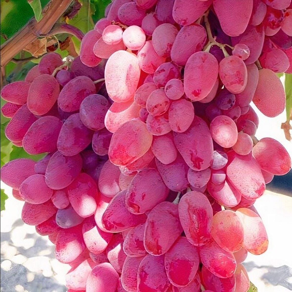 Kendine Verimli Soğuklara Dayanıklı Tüplü Kokulu Kıtır Kıtır Yemesi Olan Özbek Üzüm Fidanı