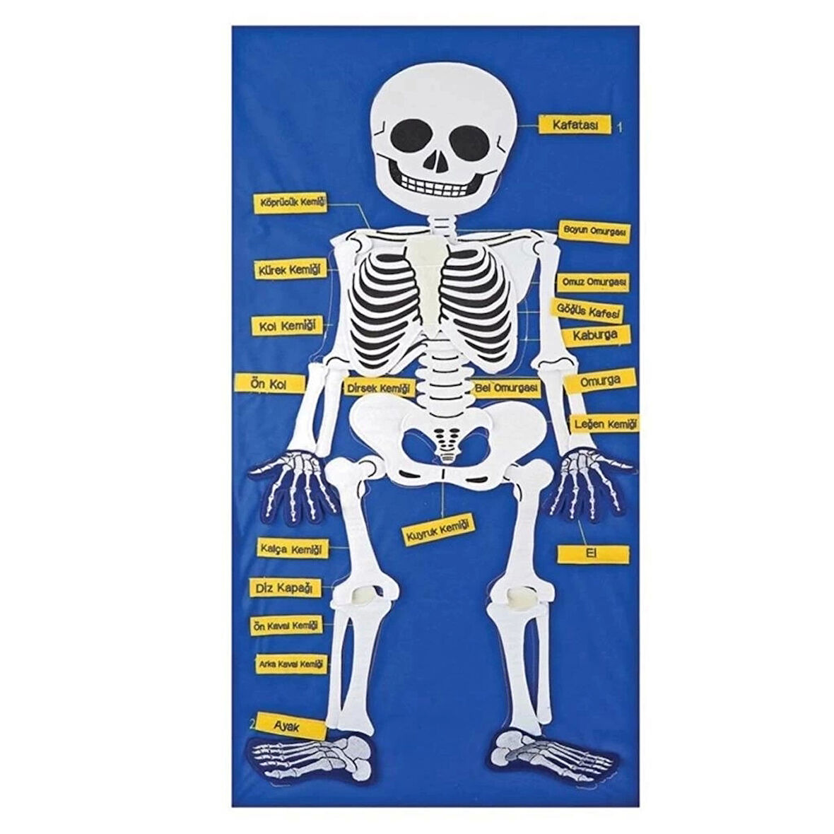 CEYLAN ADAM  AND-9150 CIRTLI İSKELET PANO 5119
