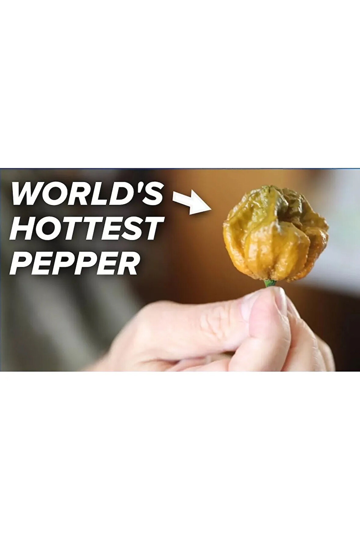 Koleksiyonluk Dünyanın En Acı Biberi Fidesi Pepper X, PET Bardakta Mini Fide,  Balkon Terasa Uygun
