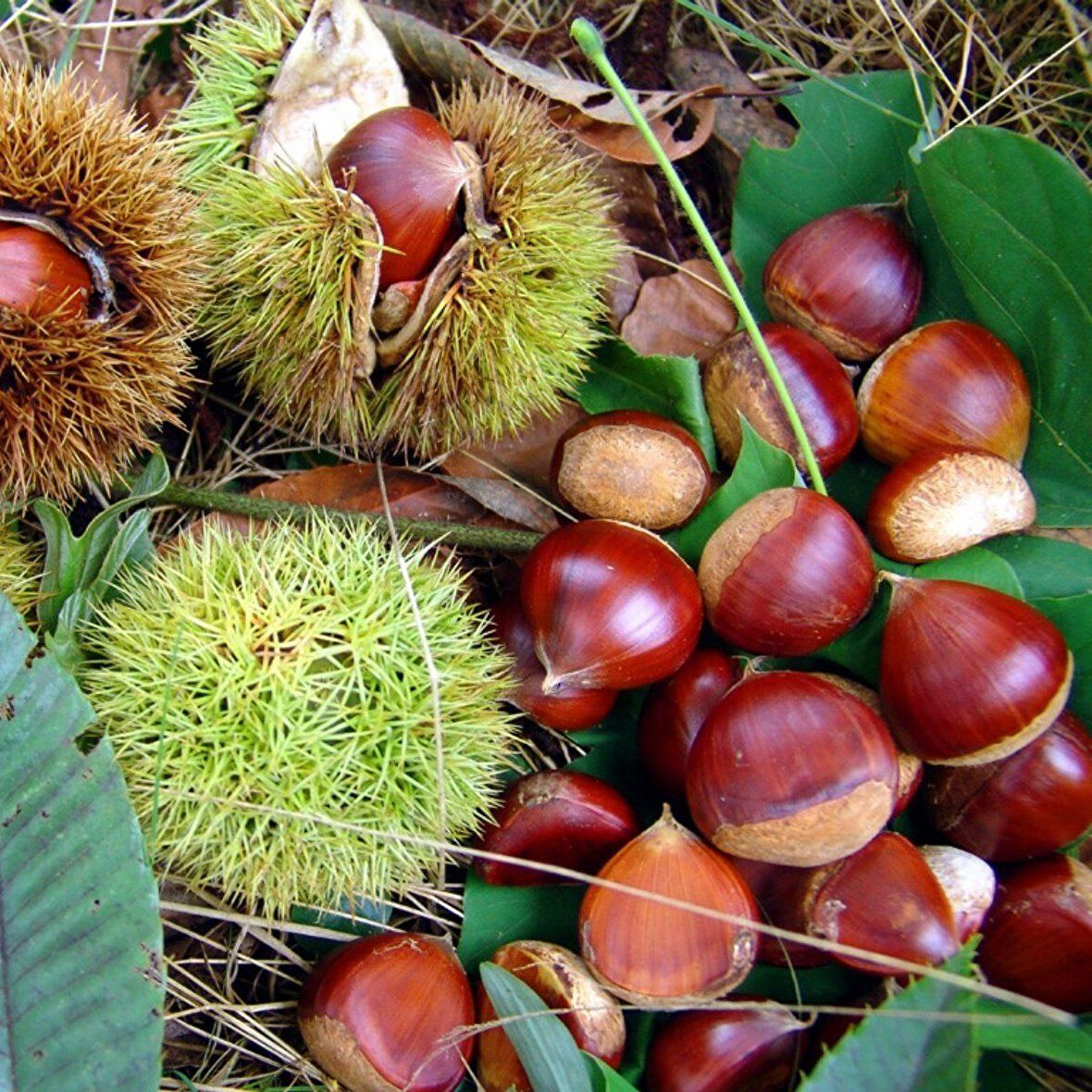 Tüplü Yüksek Aromalı Aşılı Sarı Aşılama Kestane Fidanı