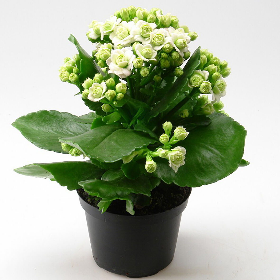 Beyaz Kalanşo Kalanchoe Emel Hanım Kardeş Kanı Çiçeği 10-20 cm