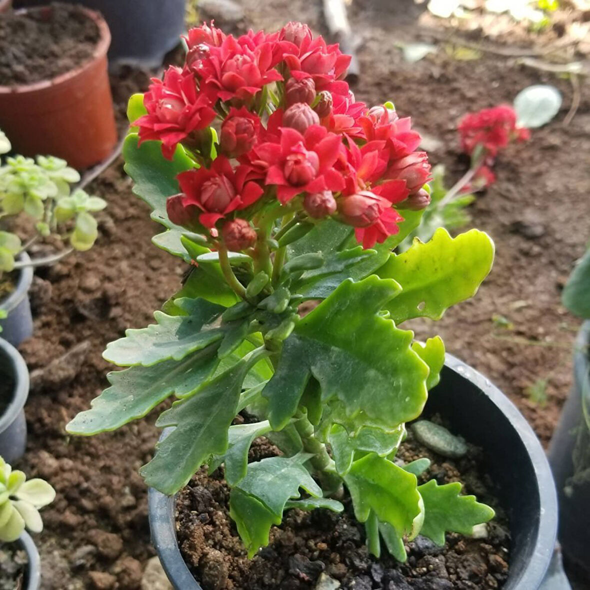Kırmızı Kalanşo Kalanchoe Emel Hanım Kardeş Kanı Çiçeği 10-20 cm