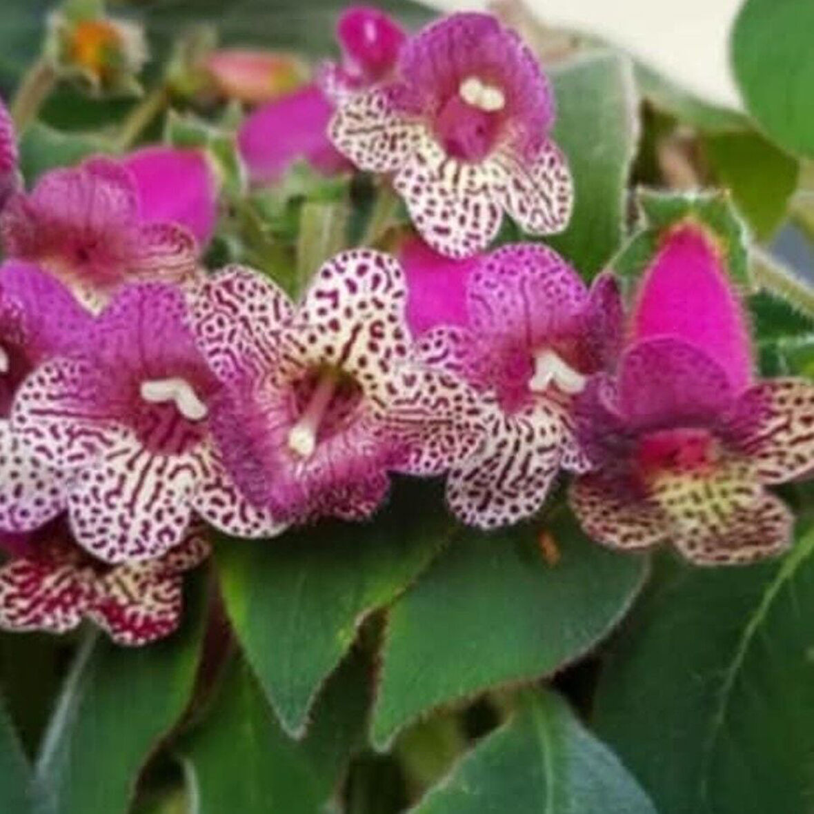 Koleksiyonluk Srg's Bitter Chocolate   Kohleria Japon Küpelisi Çiçeği Fidesi (Mini Potta)