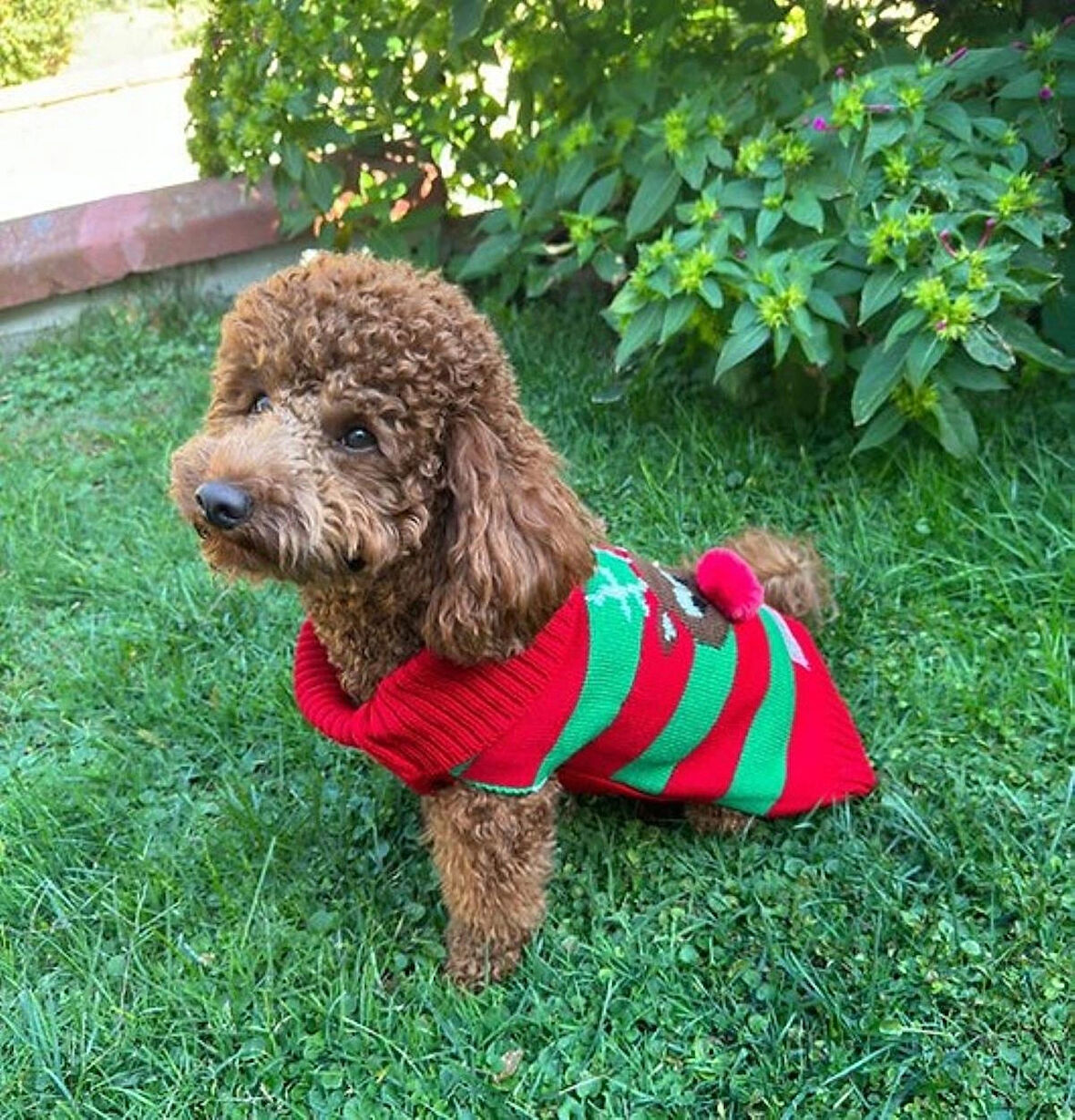 Miniş Kırmızı Xmas Deer Küçük Köpek Kazağı