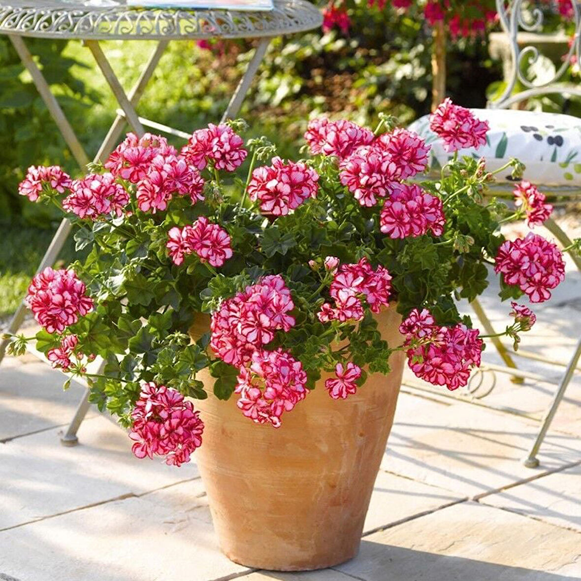 Sarkan Grandeur İvy Arctic Scarlet  Sakız Sardunya Fidesi (1 adet)