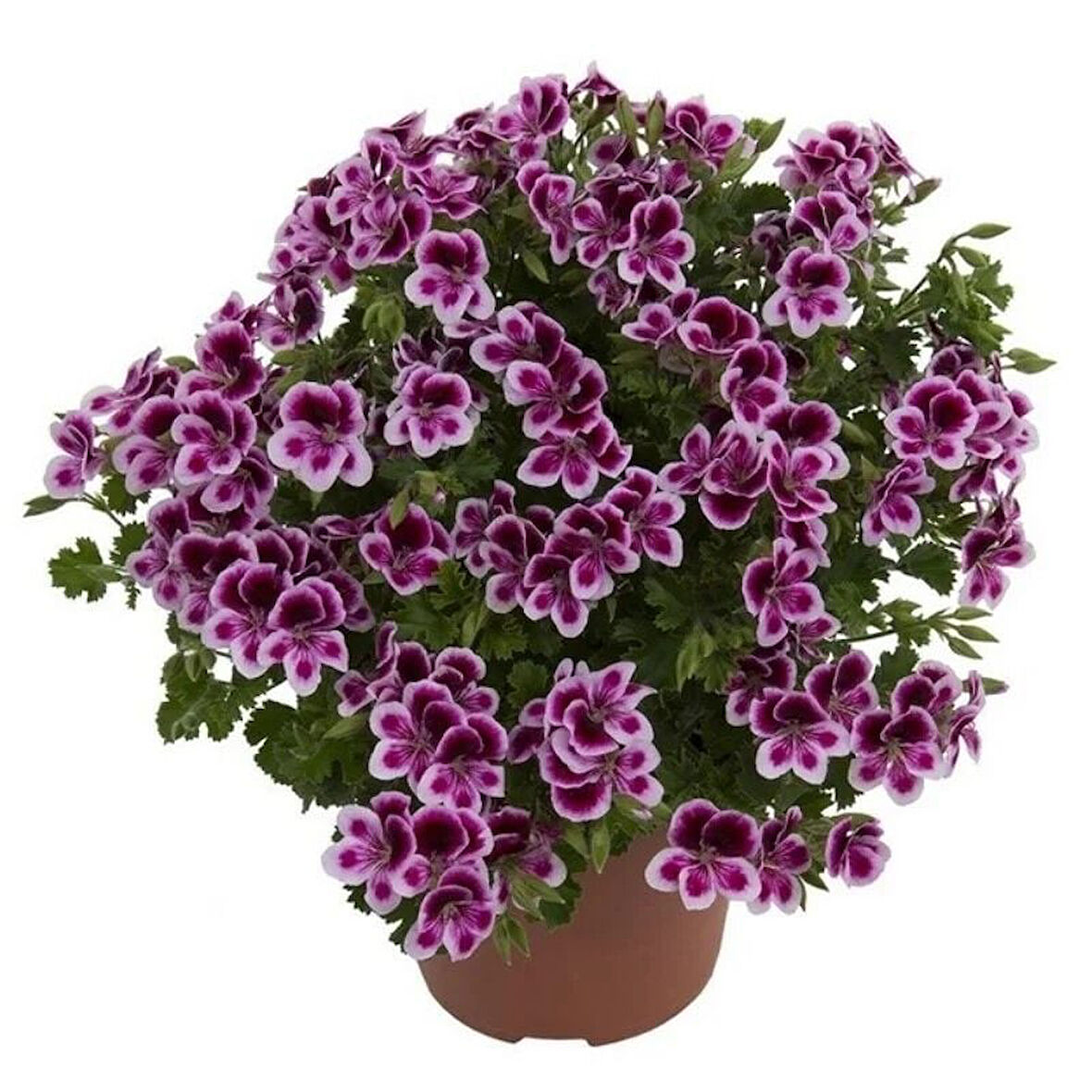 Melek Gözü Sarkıcı PAC Angeleyes Burgundy Sardunya Canan Çiçeği Fidesi (1 adet)