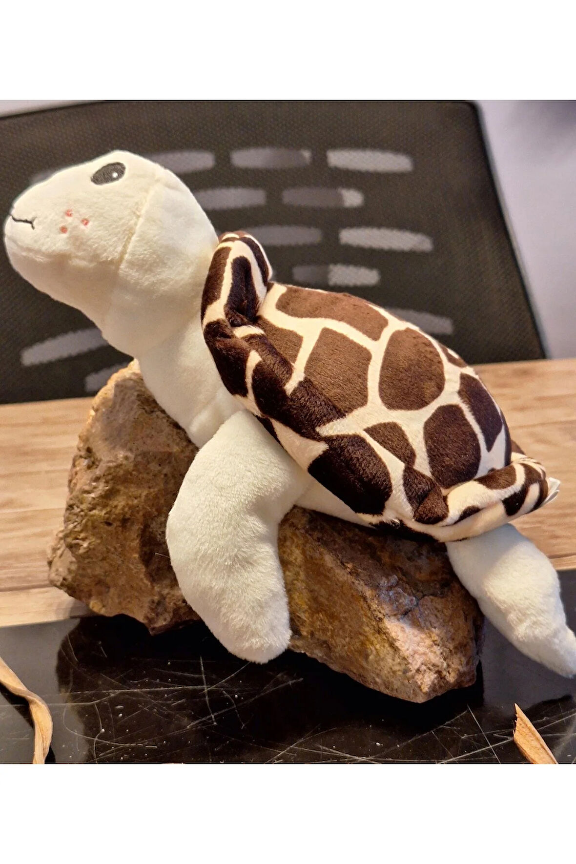 Caretta caretta Kaplumbağa Küçük