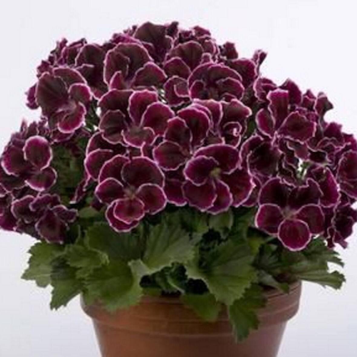 Nadir Aristo  Black Beauty Sardunya Çiçeği Fidesi (1  adet)