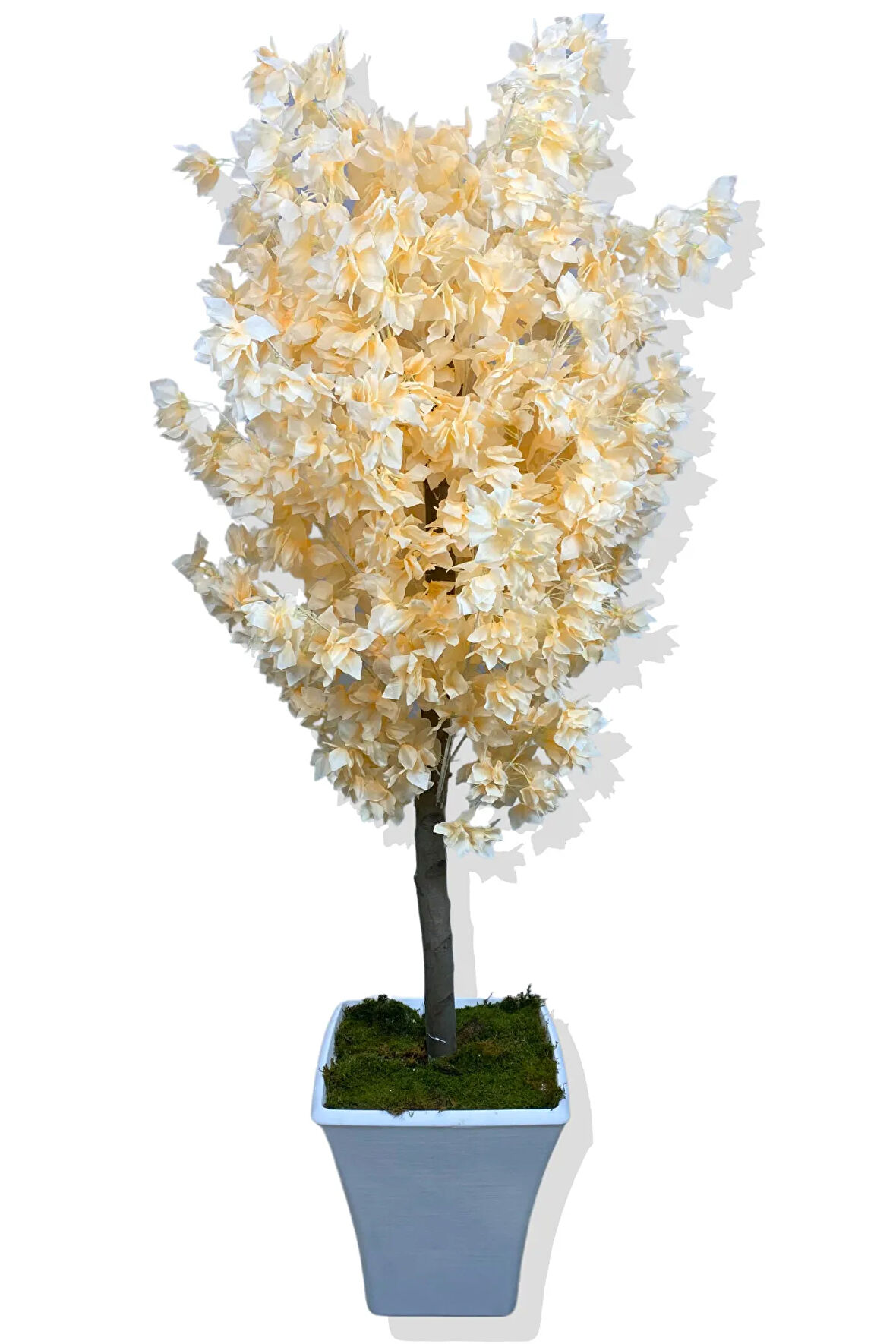 SOMON BEGONVİL 180 CM YAPAY AĞAÇ BEYAZ KARE SAKSI