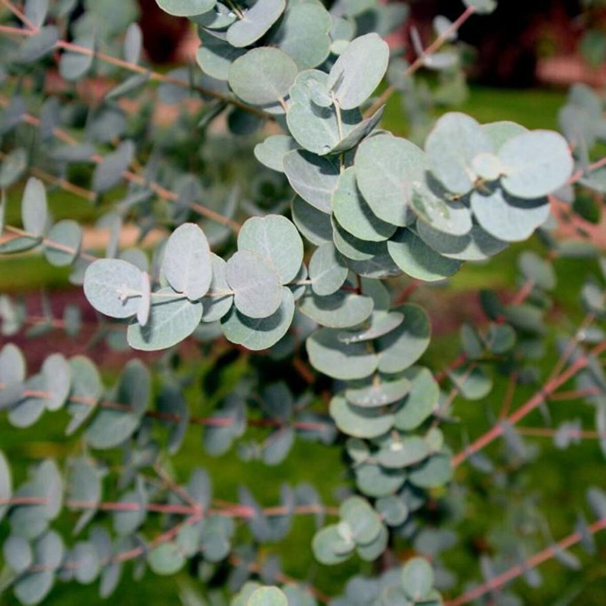 2 Yaş Eucalyptus Cinerea Silver Dollar Bodur Okaliptus Fidanı