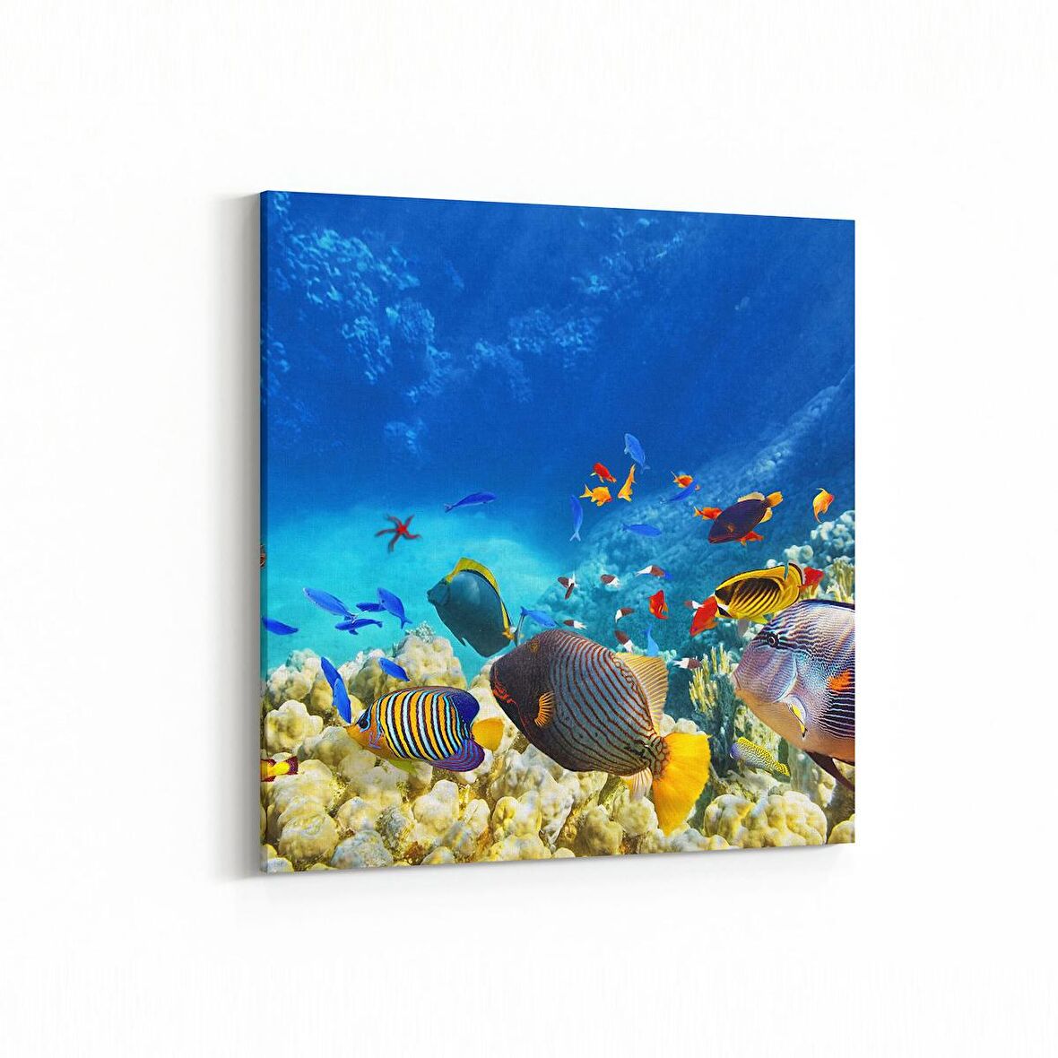 Olla 12128K Akvaryum / Balık Görseli Kare Kanvas Tablo (Ölçü: 30X30)