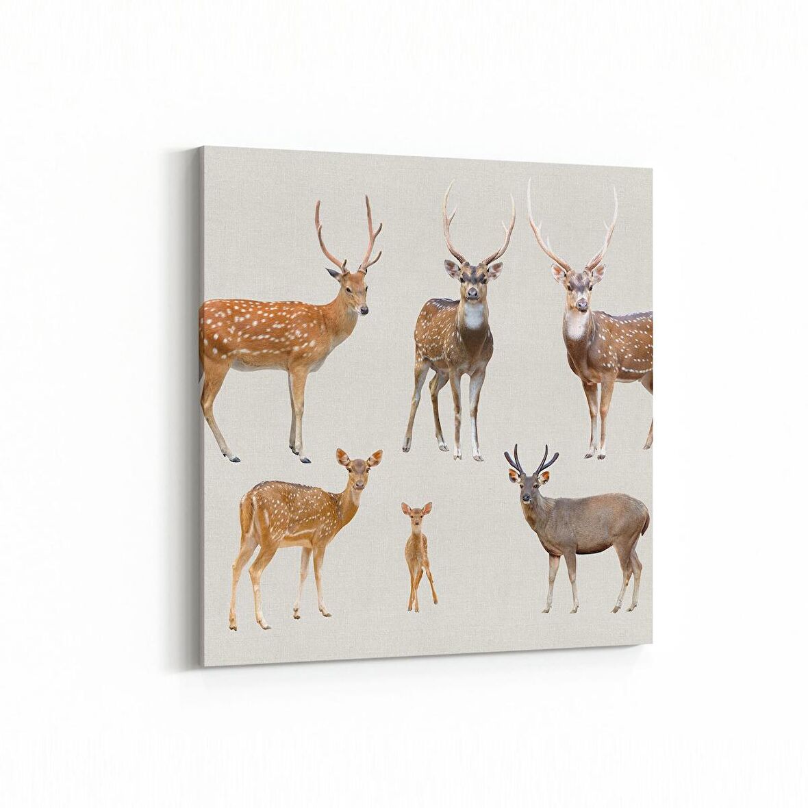 Olla 12686K Hayvanlar Alemi Görseli Kare Kanvas Tablo (Ölçü: 25X25)