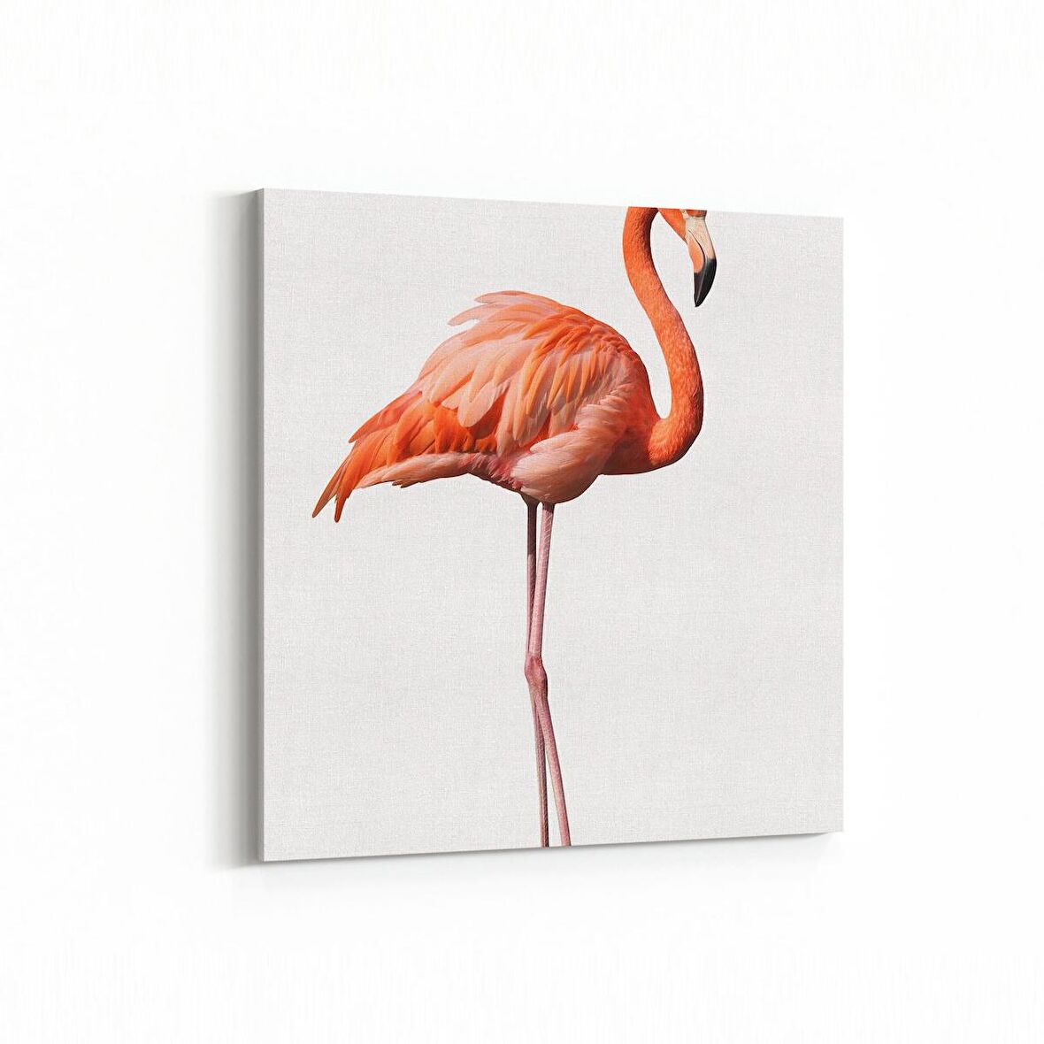 Olla 12631K Hayvanlar Alemi Görseli Kare Kanvas Tablo (Ölçü: 60X60)