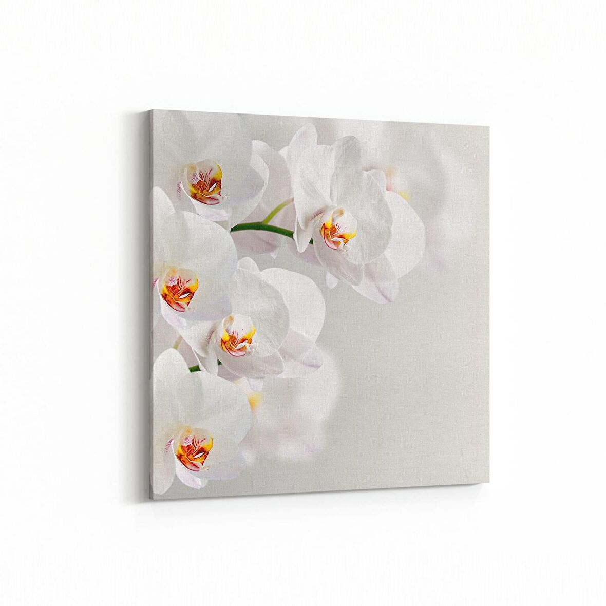 Olla 11704K Orkide Çiçek Görseli Kare Kanvas Tablo (Ölçü: 60X60)