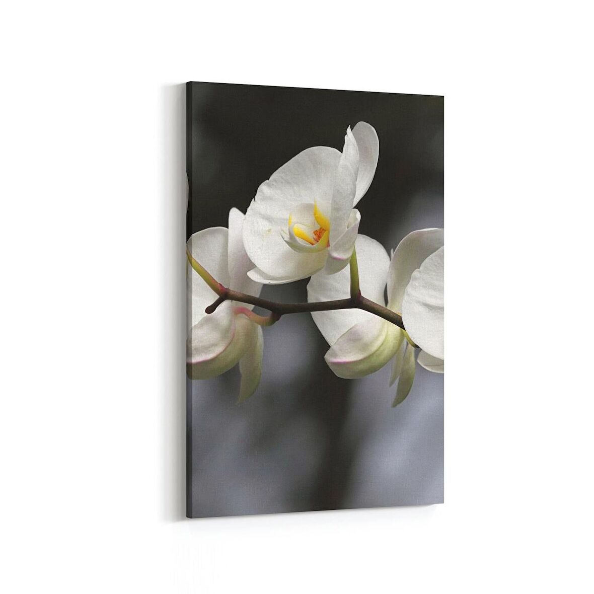 Olla 11753D Orkide Çiçek Görseli Dikey Kanvas Tablo (Ölçü: 100X150)