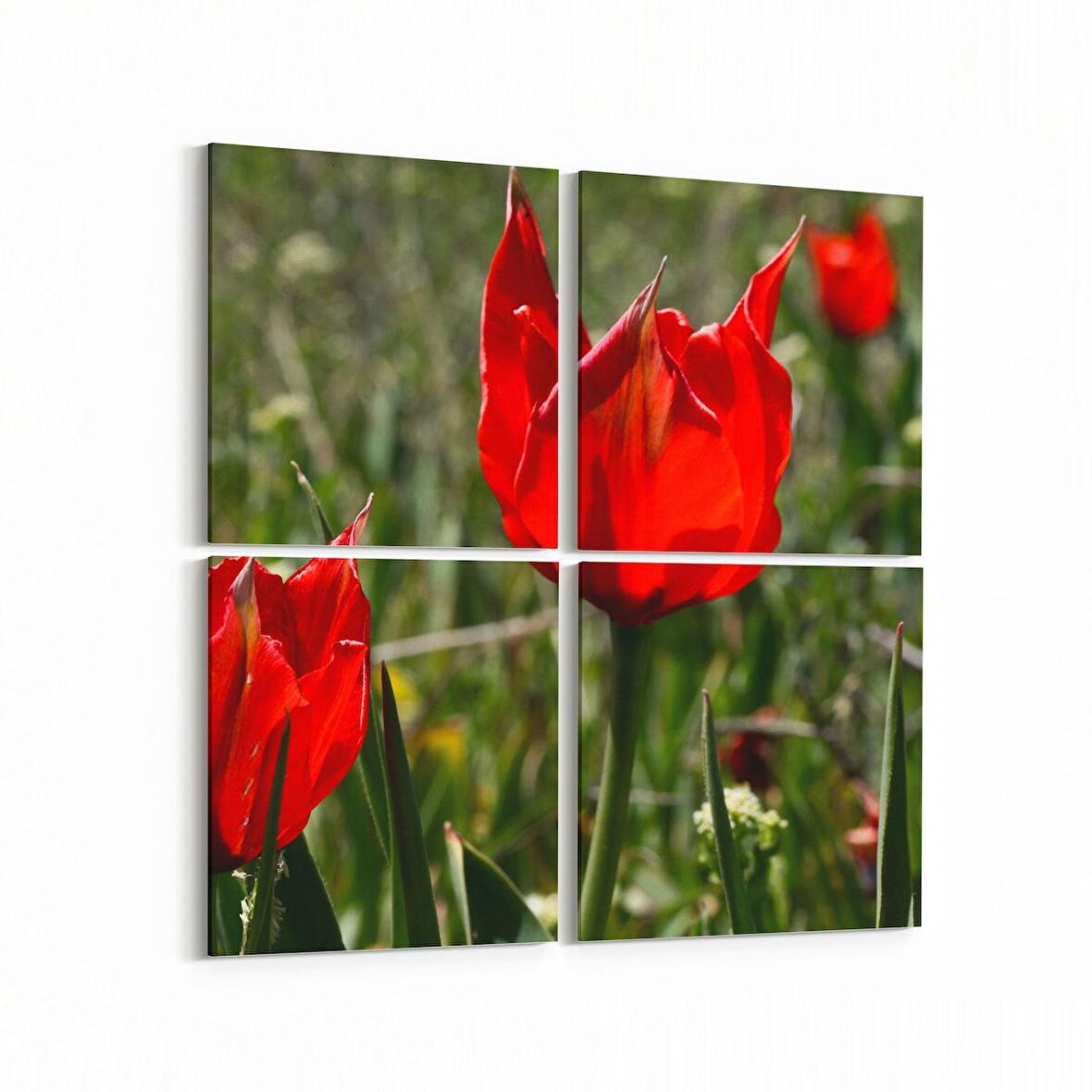 Olla 14225K4 Doğa / Manzara Görseli Kare 4'lü Kanvas Tablo (Ölçü: 145X145)