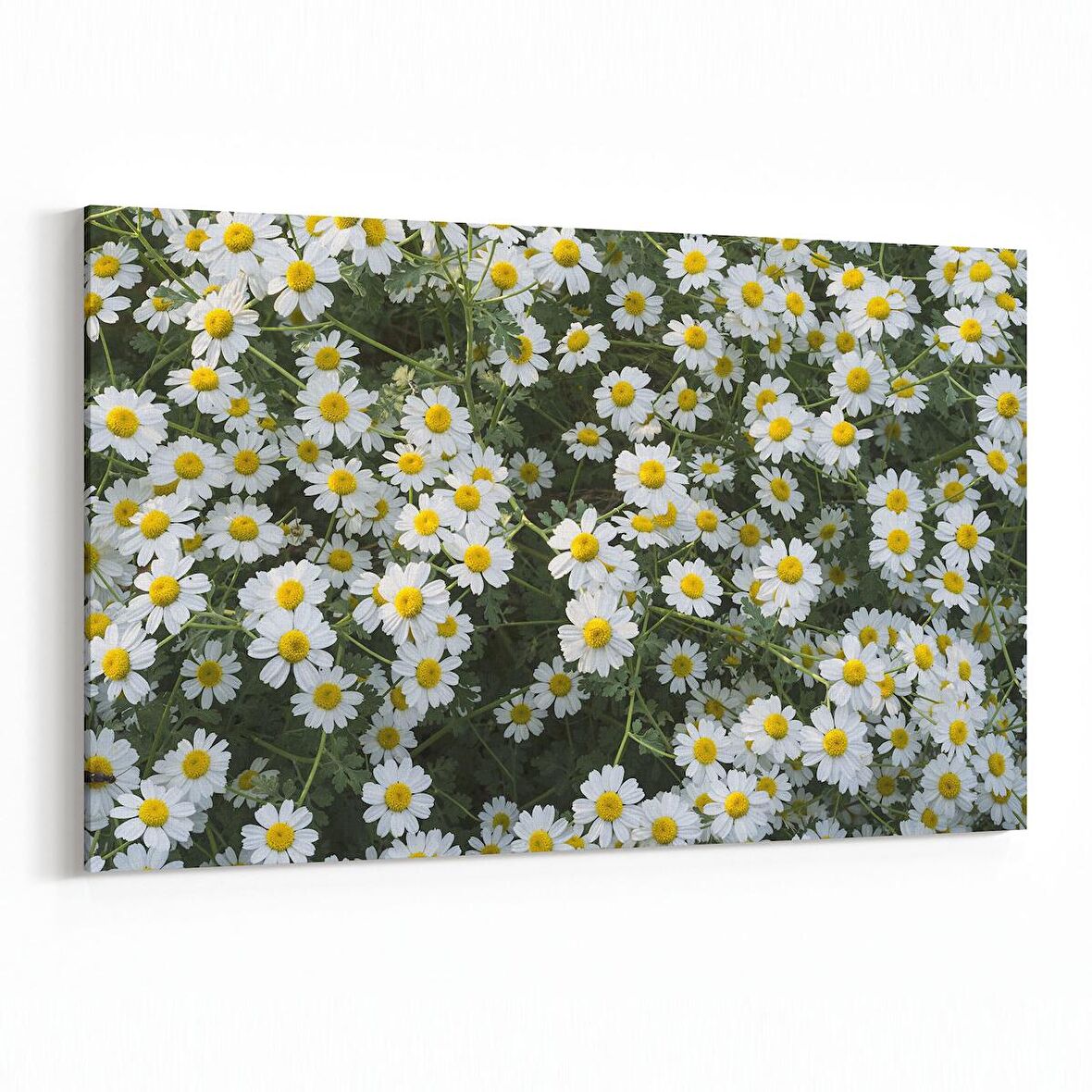 Olla 11611Y Çiçek Görseli Yatay Kanvas Tablo (Ölçü: 90X60)