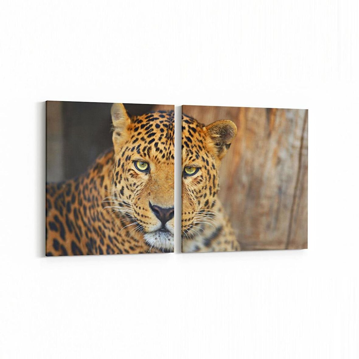 Olla 12487K2Y Hayvanlar Alemi Görseli Kare 2'li Yatay Kanvas Tablo (Ölçü: 85X40)