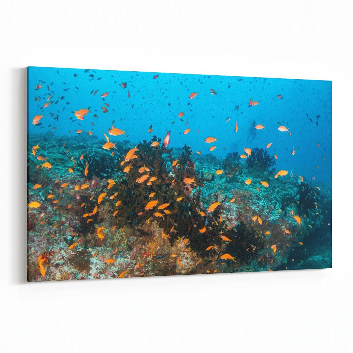 Olla 12111Y Akvaryum / Balık Görseli Yatay Kanvas Tablo (Ölçü: 45X30)