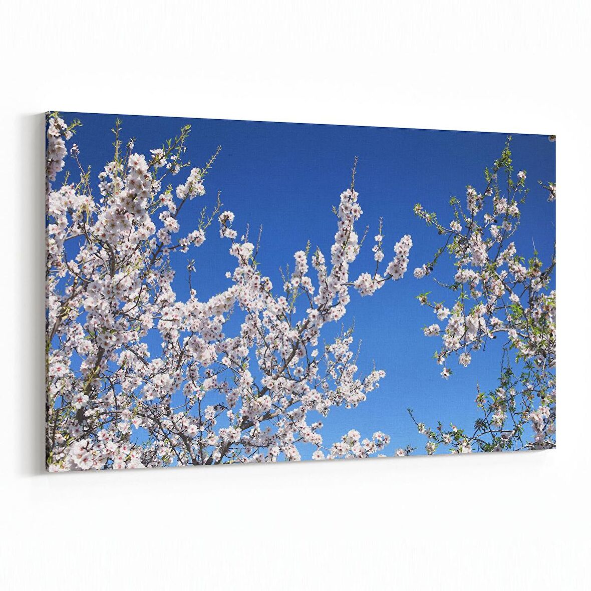 Olla 10937Y Ağaç Görseli Yatay Kanvas Tablo (Ölçü: 70X50)