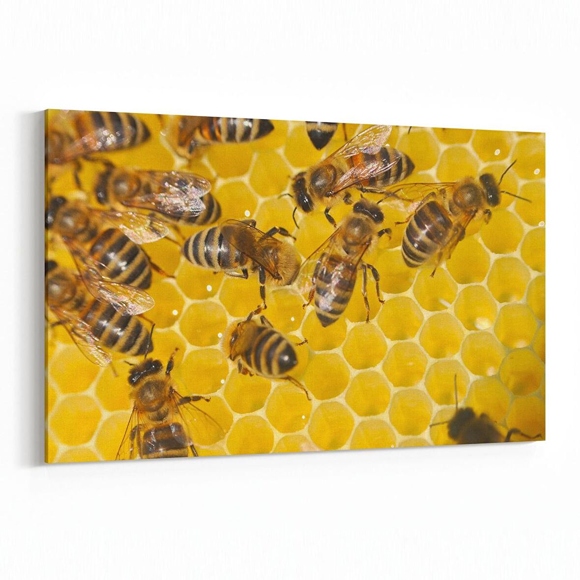 Olla 12658Y Hayvanlar Alemi Görseli Yatay Kanvas Tablo (Ölçü: 120X80)