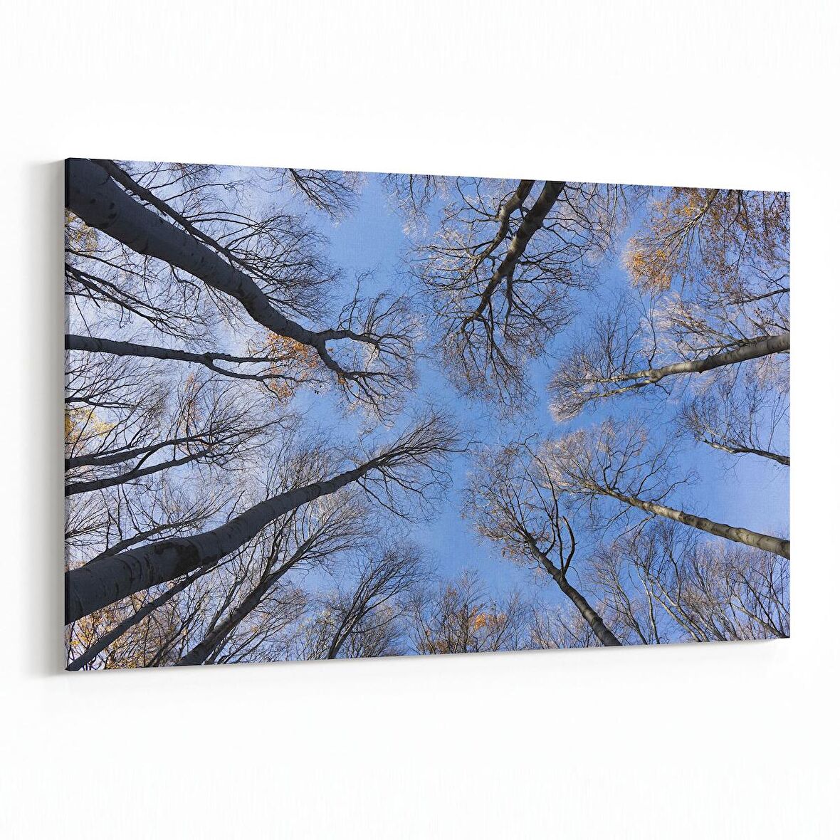 Olla 10703Y Ağaç Görseli Yatay Kanvas Tablo (Ölçü: 45X30)