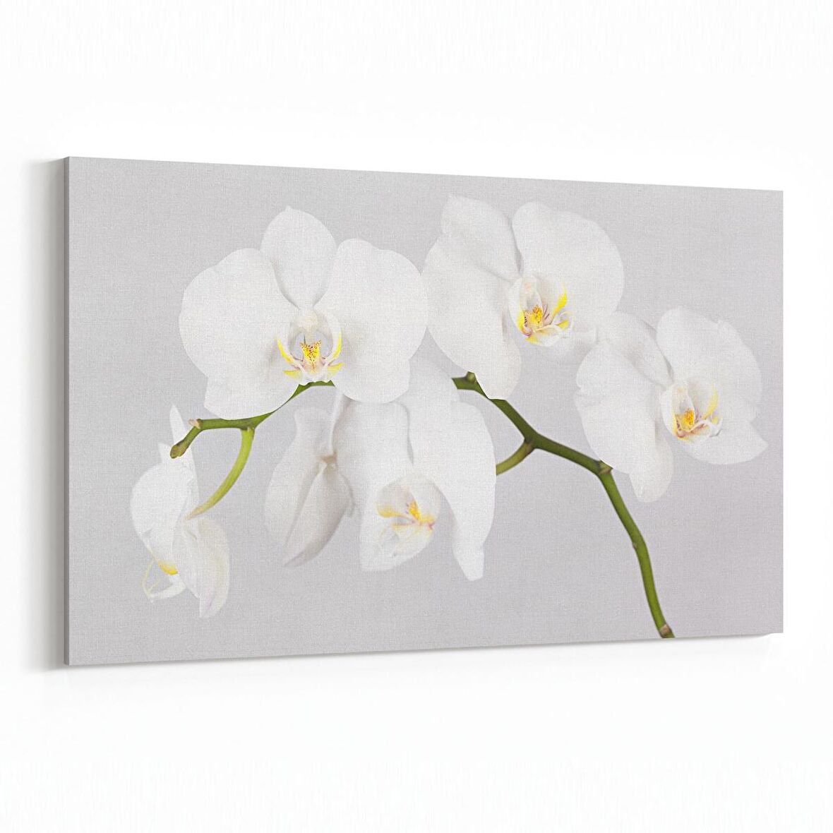 Olla 11691Y Orkide Çiçek Görseli Yatay Kanvas Tablo (Ölçü: 90X60)