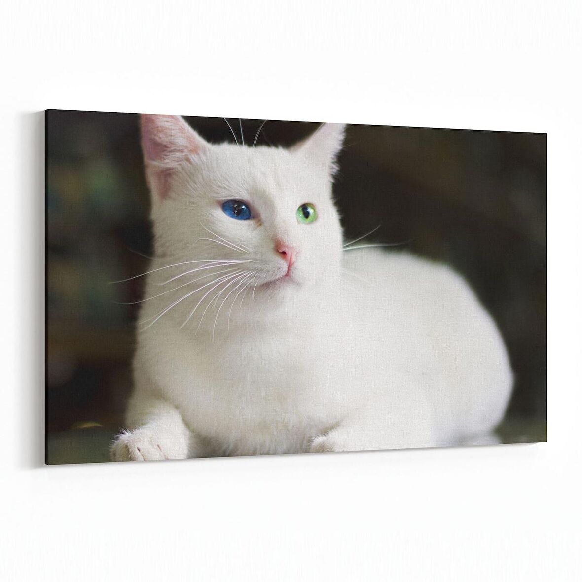 Olla 12539Y Hayvanlar Alemi Görseli Yatay Kanvas Tablo (Ölçü: 45X30)