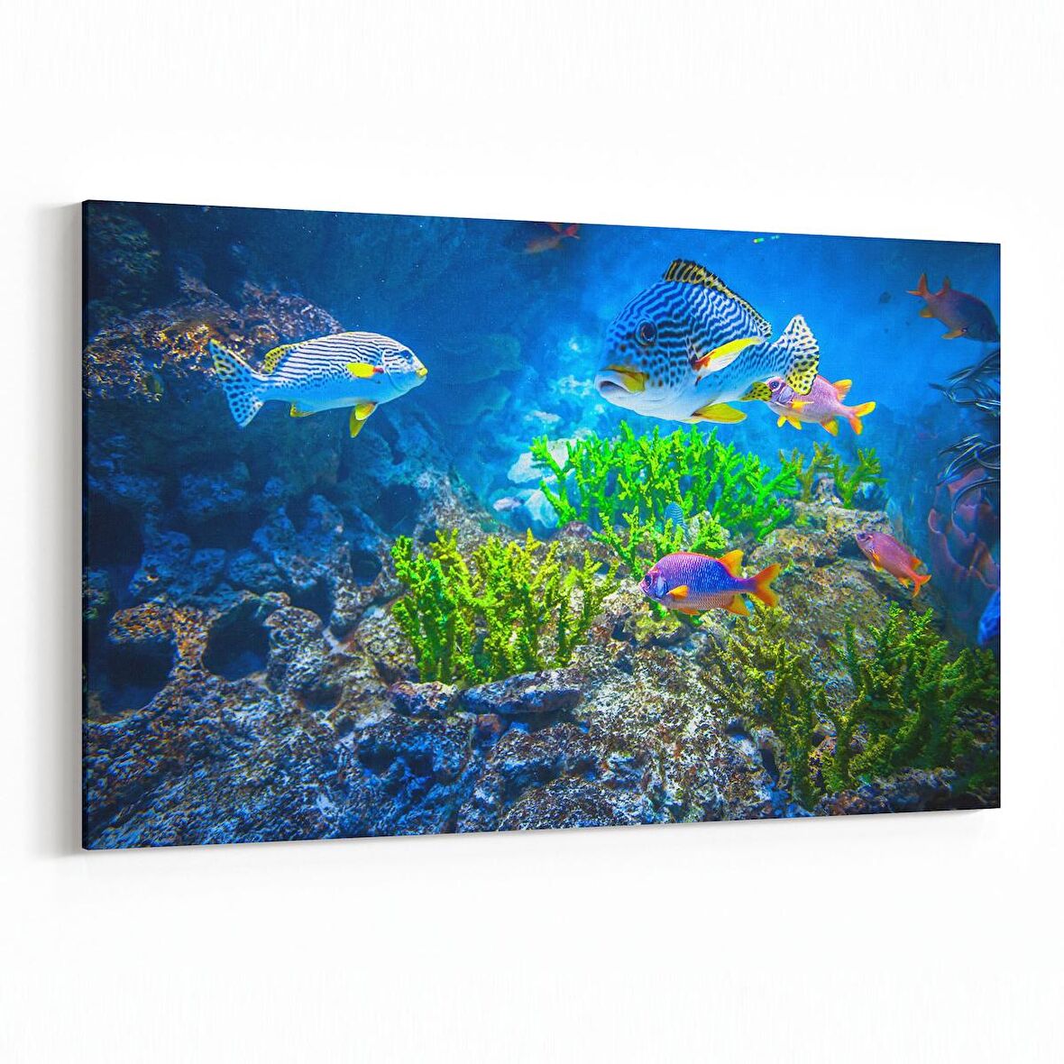 Olla 12120Y Akvaryum / Balık Görseli Yatay Kanvas Tablo (Ölçü: 30X20)