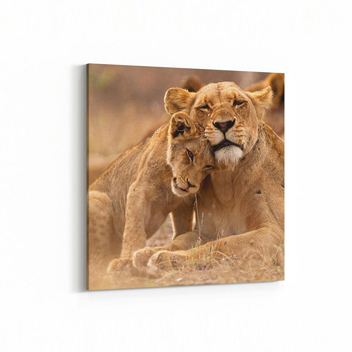 Olla 12468K Hayvanlar Alemi Görseli Kare Kanvas Tablo (Ölçü: 60X60)