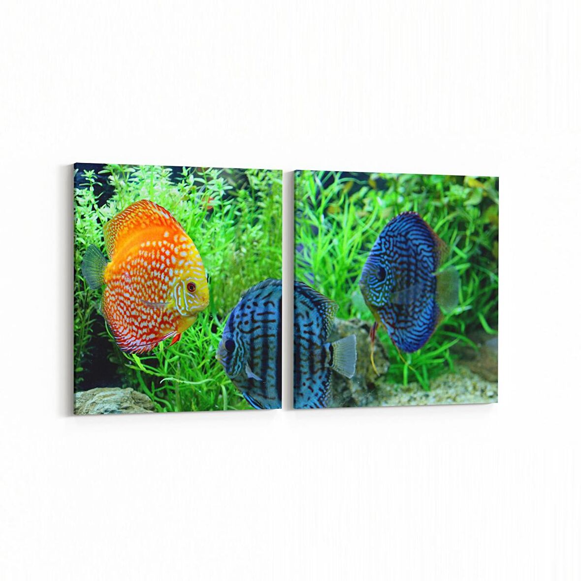 Olla 12179K2Y Akvaryum / Balık Görseli Kare 2'li Yatay Kanvas Tablo (Ölçü: 145X70)