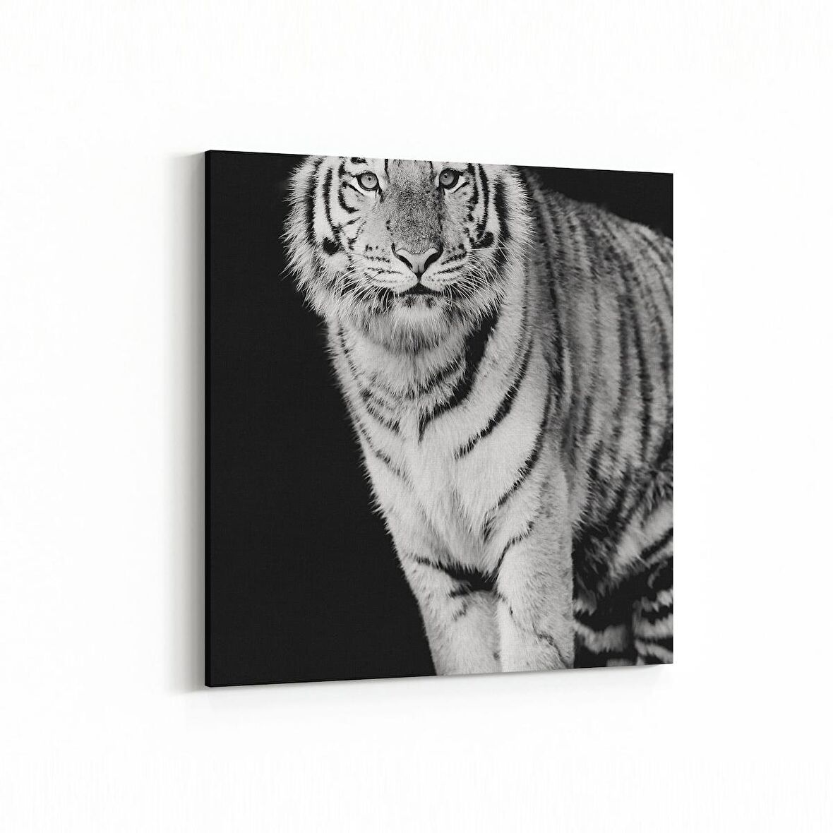 Olla 12537K Hayvanlar Alemi Görseli Kare Kanvas Tablo (Ölçü: 25X25)