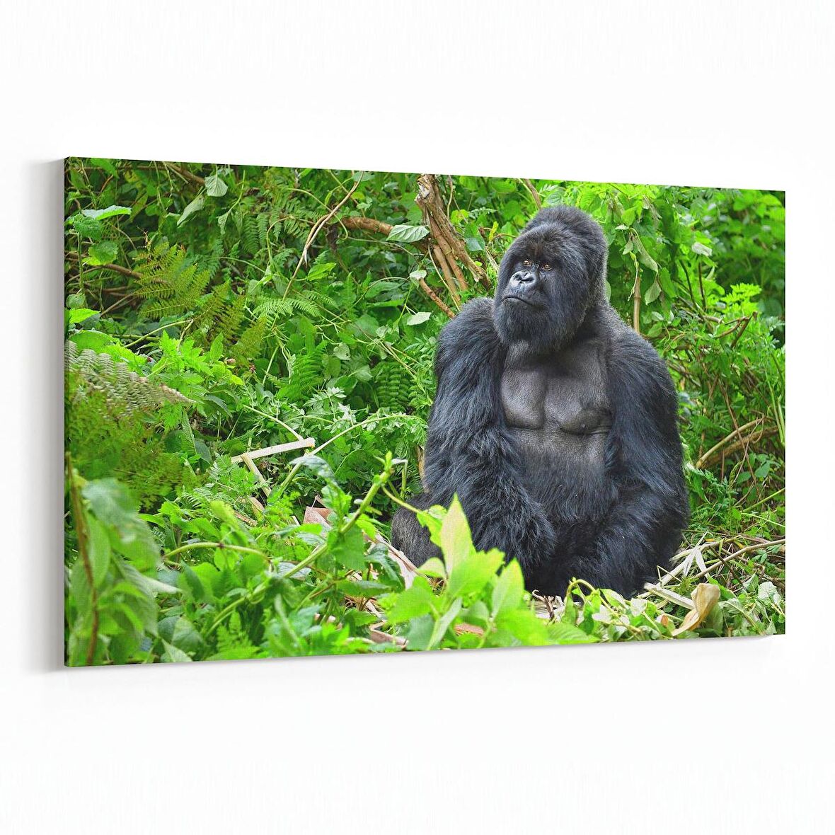 Olla 12630Y Hayvanlar Alemi Görseli Yatay Kanvas Tablo (Ölçü: 70X50)