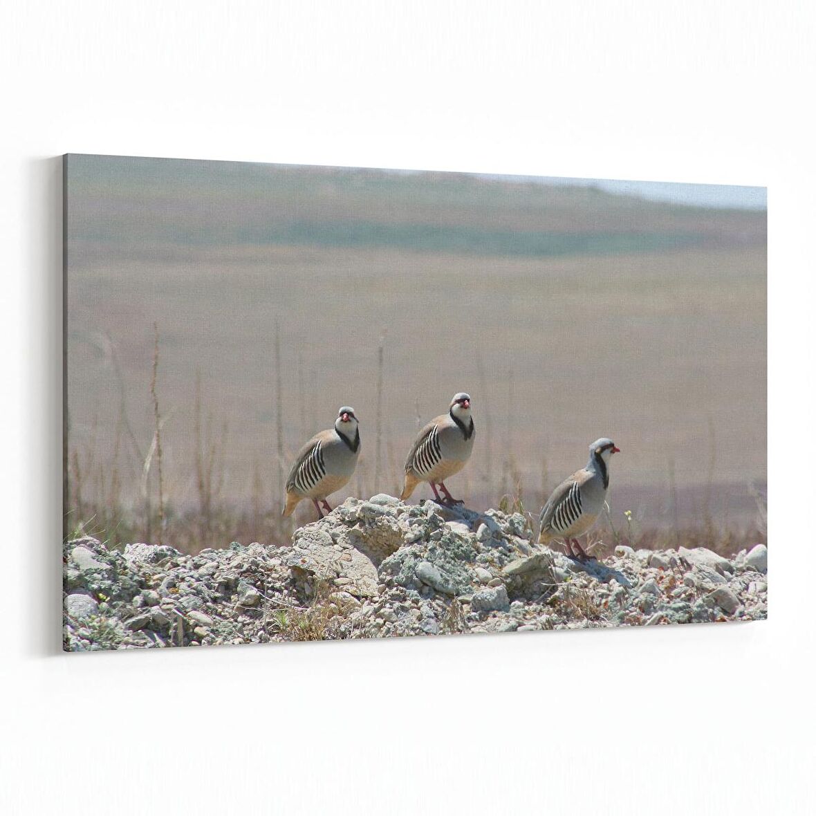 Olla 12549Y Hayvanlar Alemi Görseli Yatay Kanvas Tablo (Ölçü: 45X30)