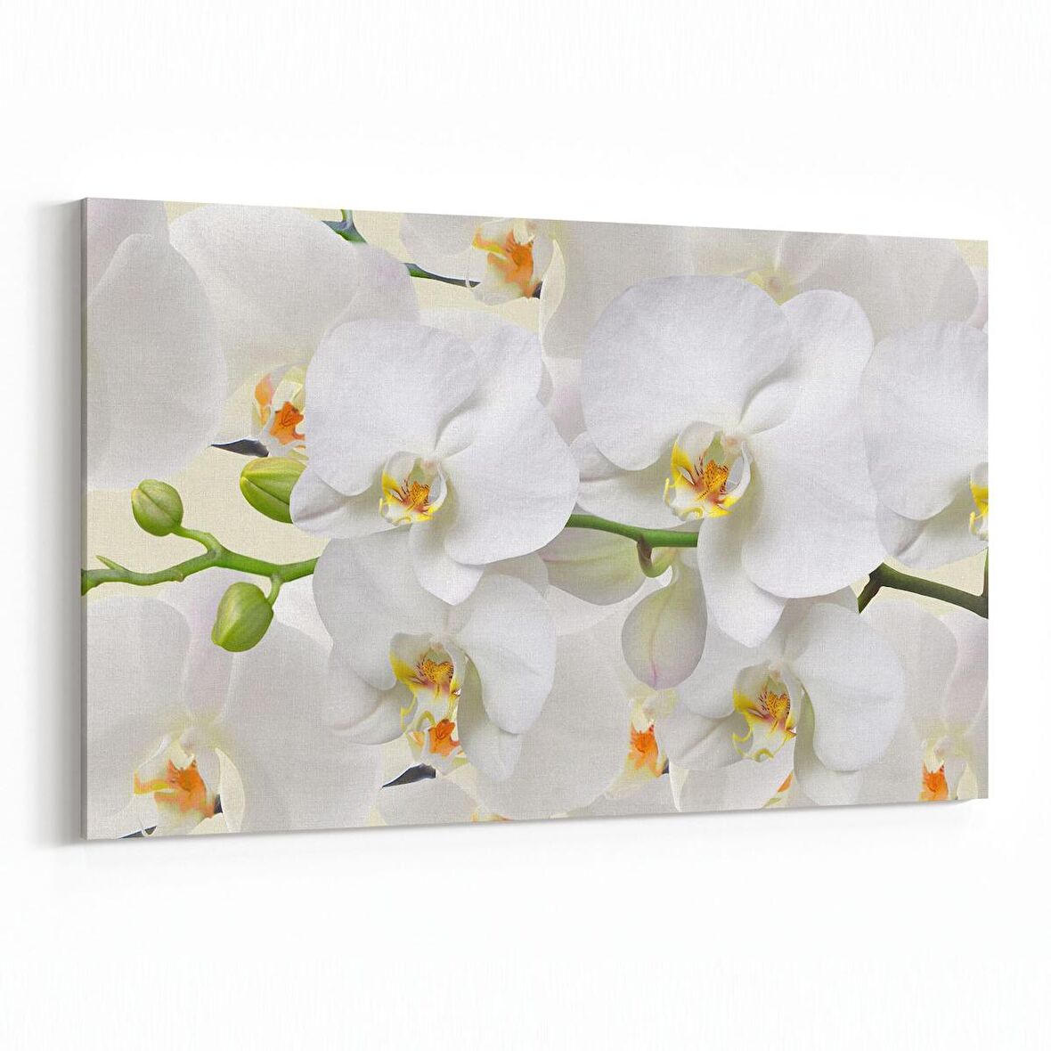 Olla 11733Y Orkide Çiçek Görseli Yatay Kanvas Tablo (Ölçü: 150X100)