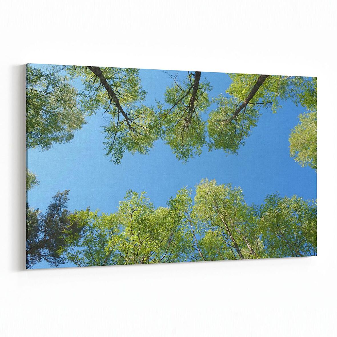 Olla 10602Y Ağaç Görseli Yatay Kanvas Tablo (Ölçü: 30X20)