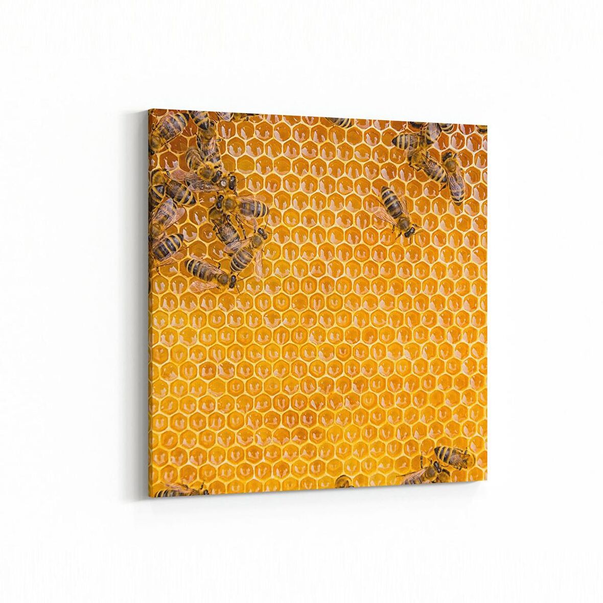 Olla 12613K Hayvanlar Alemi Görseli Kare Kanvas Tablo (Ölçü: 25X25)