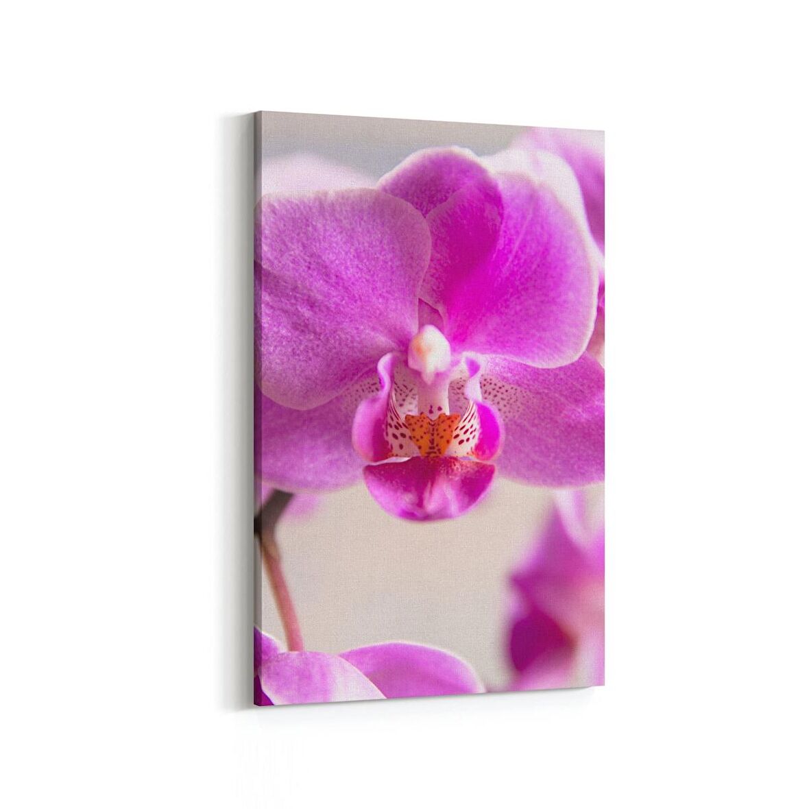 Olla 11728D Orkide Çiçek Görseli Dikey Kanvas Tablo (Ölçü: 100X150)