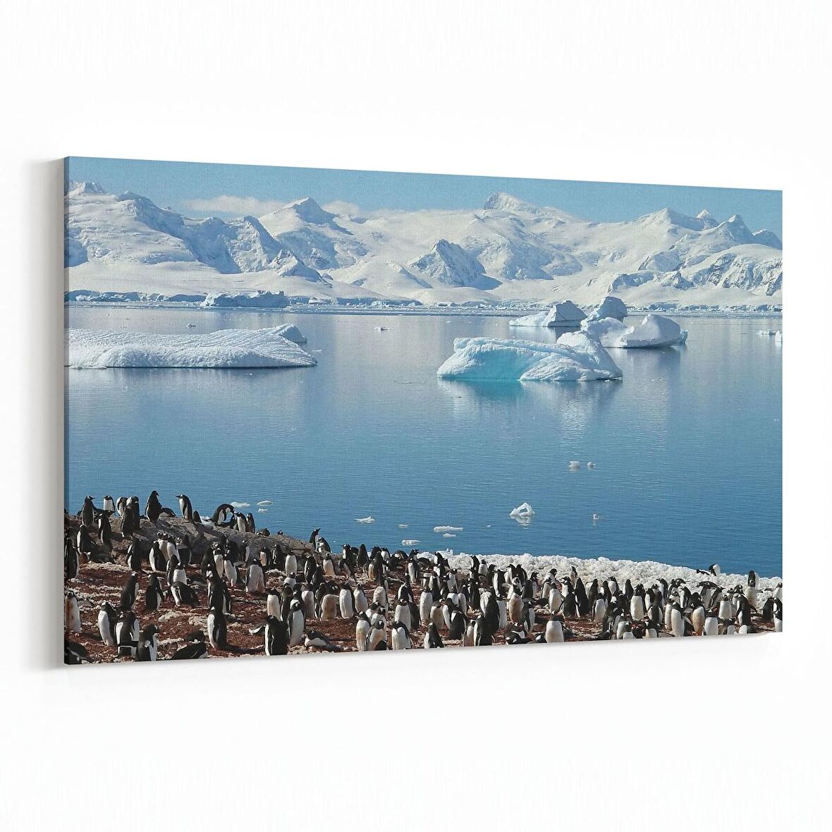 Olla 12528Y Hayvanlar Alemi Görseli Yatay Kanvas Tablo (Ölçü: 70X50)