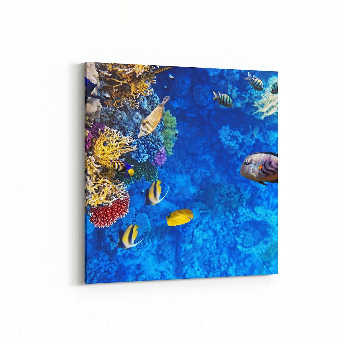 Olla 12096K Akvaryum / Balık Görseli Kare Kanvas Tablo (Ölçü: 25X25)