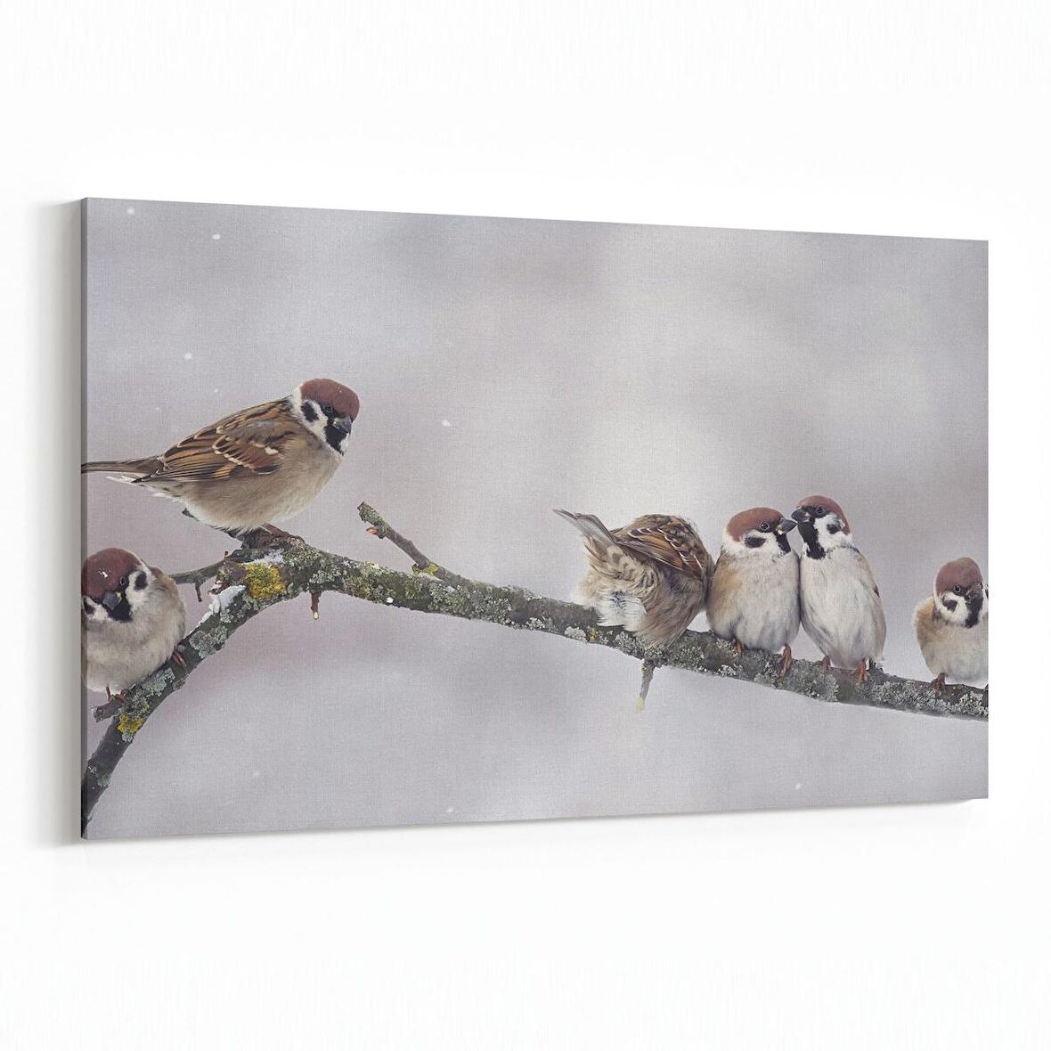 Olla 12594Y Hayvanlar Alemi Görseli Yatay Kanvas Tablo (Ölçü: 30X20)