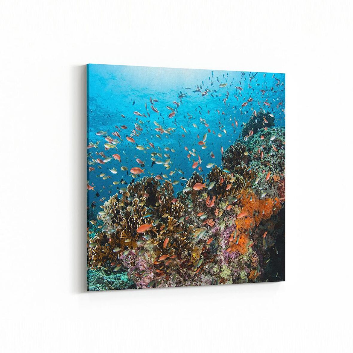 Olla 12137K Akvaryum / Balık Görseli Kare Kanvas Tablo (Ölçü: 30X30)