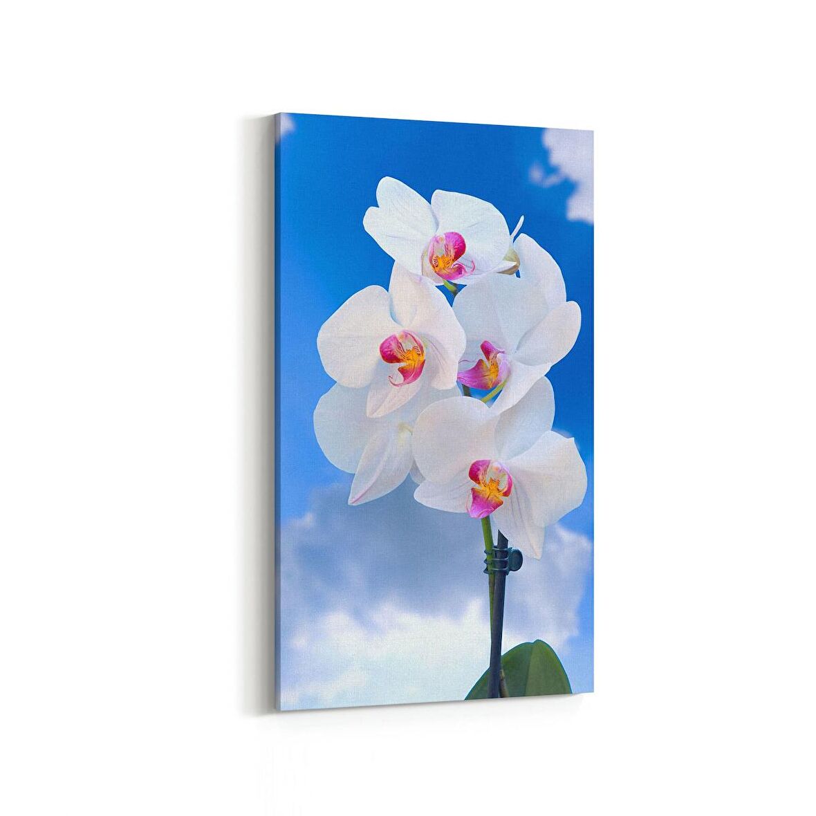 Olla 11681DD Orkide Çiçek Görseli Dikey Dar Kanvas Tablo (Ölçü: 40X80)