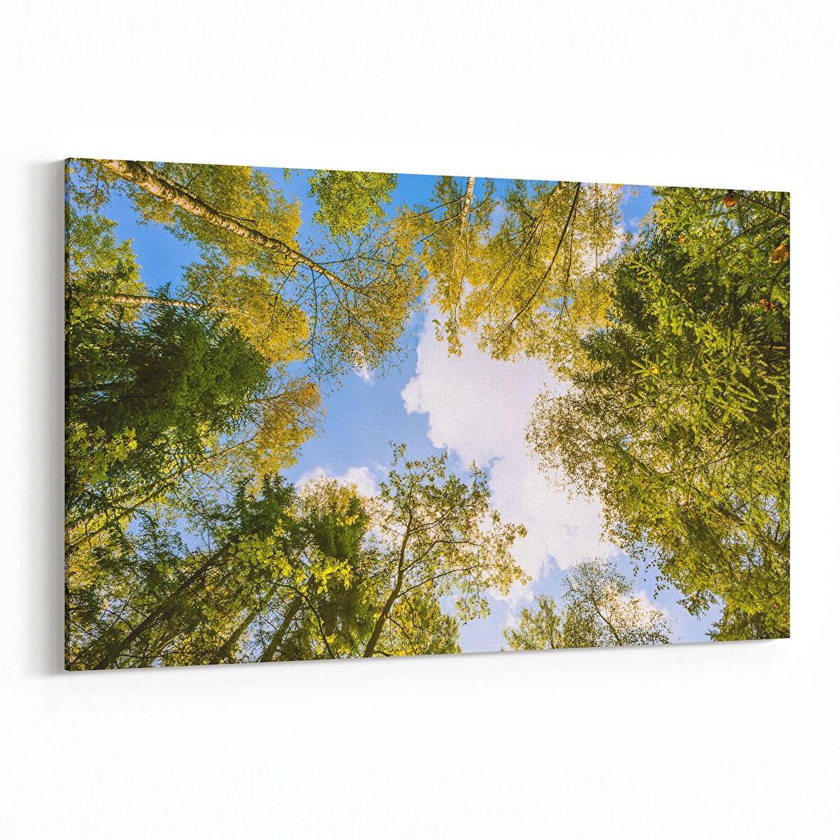 Olla 10736Y Ağaç Görseli Yatay Kanvas Tablo (Ölçü: 150X100)