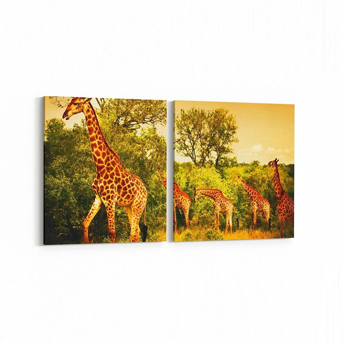 Olla 12484K2Y Hayvanlar Alemi Görseli Kare 2'li Yatay Kanvas Tablo (Ölçü: 65X30)