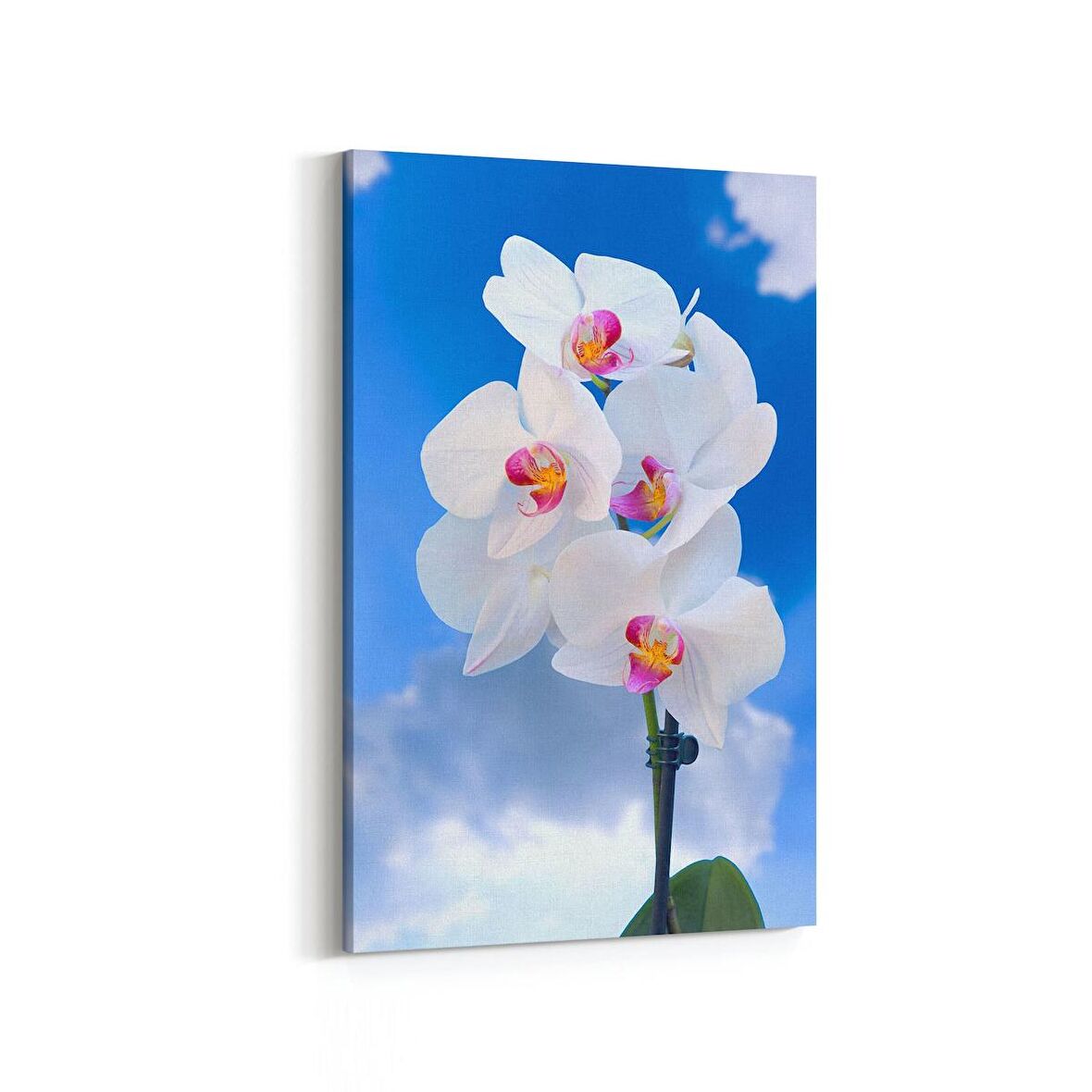 Olla 11681D Orkide Çiçek Görseli Dikey Kanvas Tablo (Ölçü: 70X105)