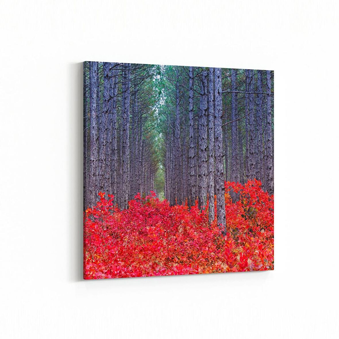 Olla 13561K Doğa / Manzara Görseli Kare Kanvas Tablo (Ölçü: 30X30)