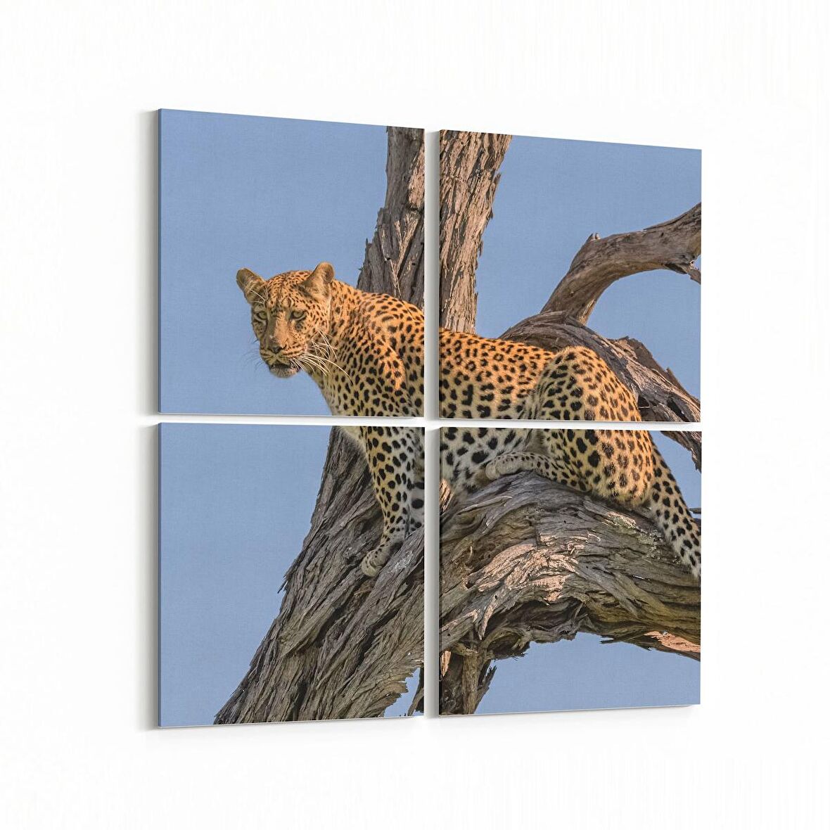 Olla 12466K4 Hayvanlar Alemi Görseli Kare 4'lü Kanvas Tablo (Ölçü: 145X145)