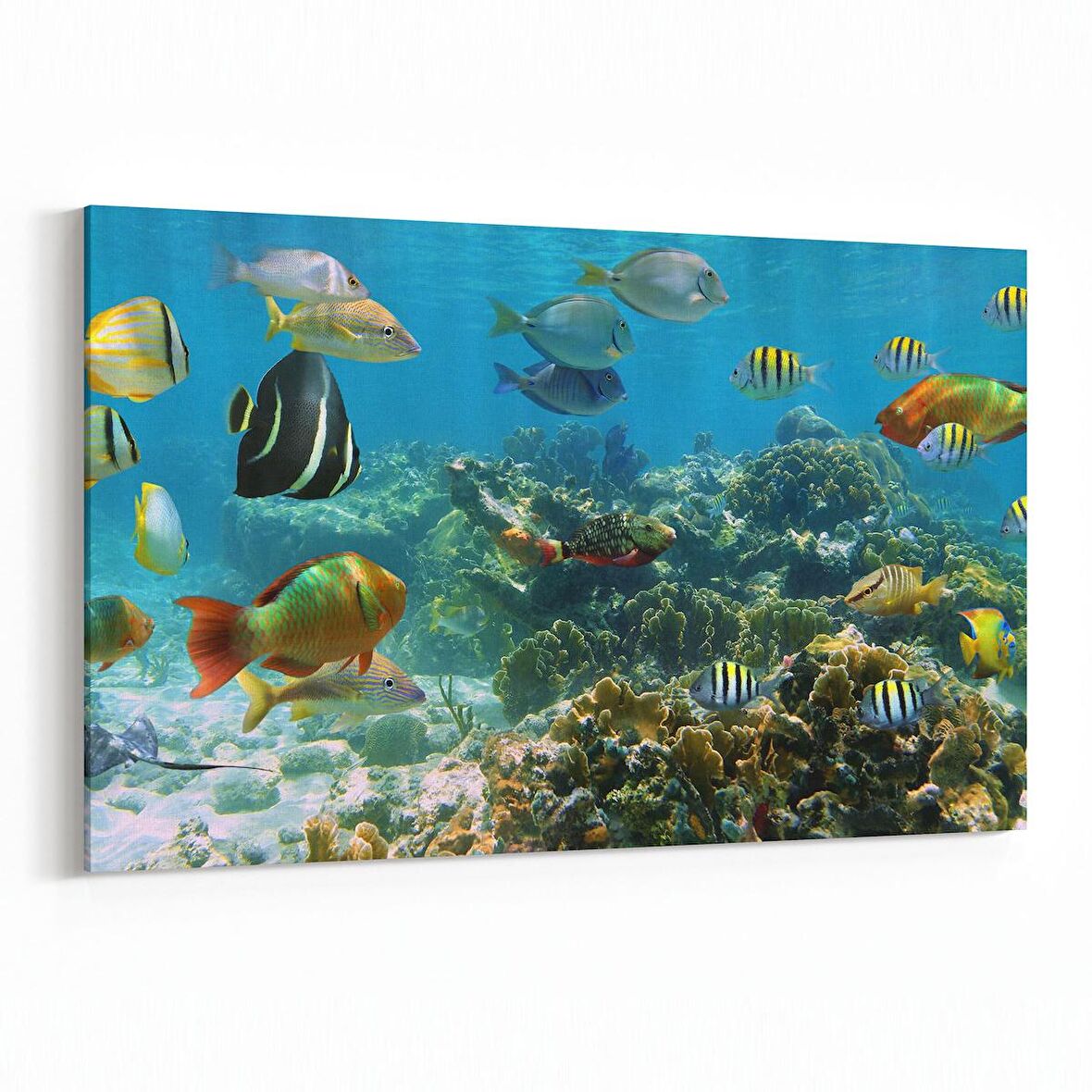 Olla 12071Y Akvaryum / Balık Görseli Yatay Kanvas Tablo (Ölçü: 150X100)