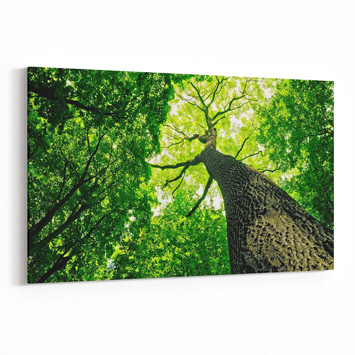 Olla 11051Y Ağaç Görseli Yatay Kanvas Tablo (Ölçü: 30X20)